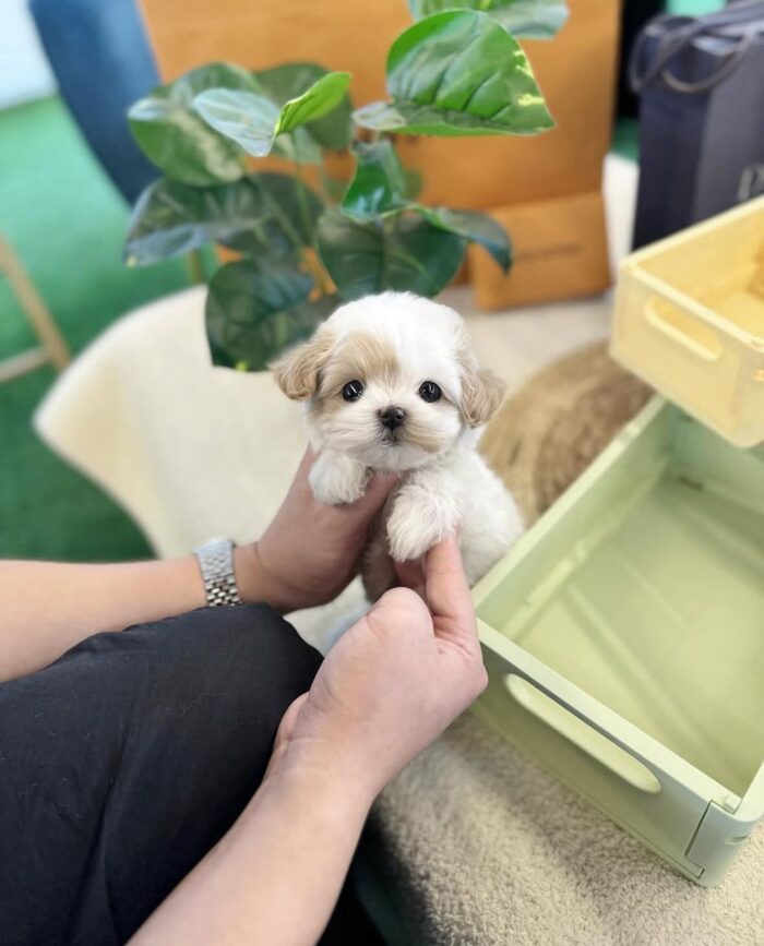 Discover adorable Maltese puppie for sale. Healthy, purebred