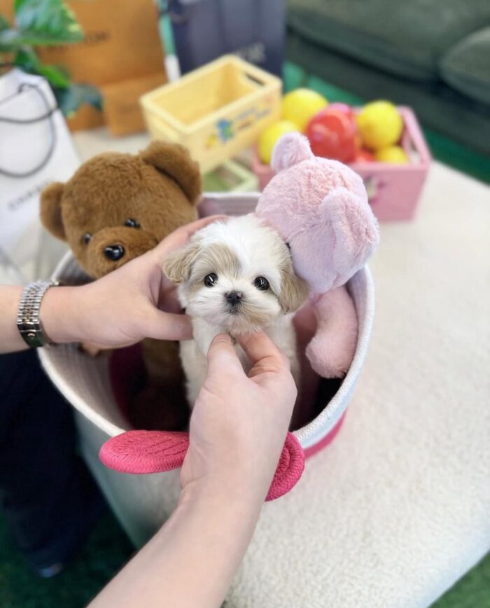 MOCHI FEMALE MALTESE - Image 3