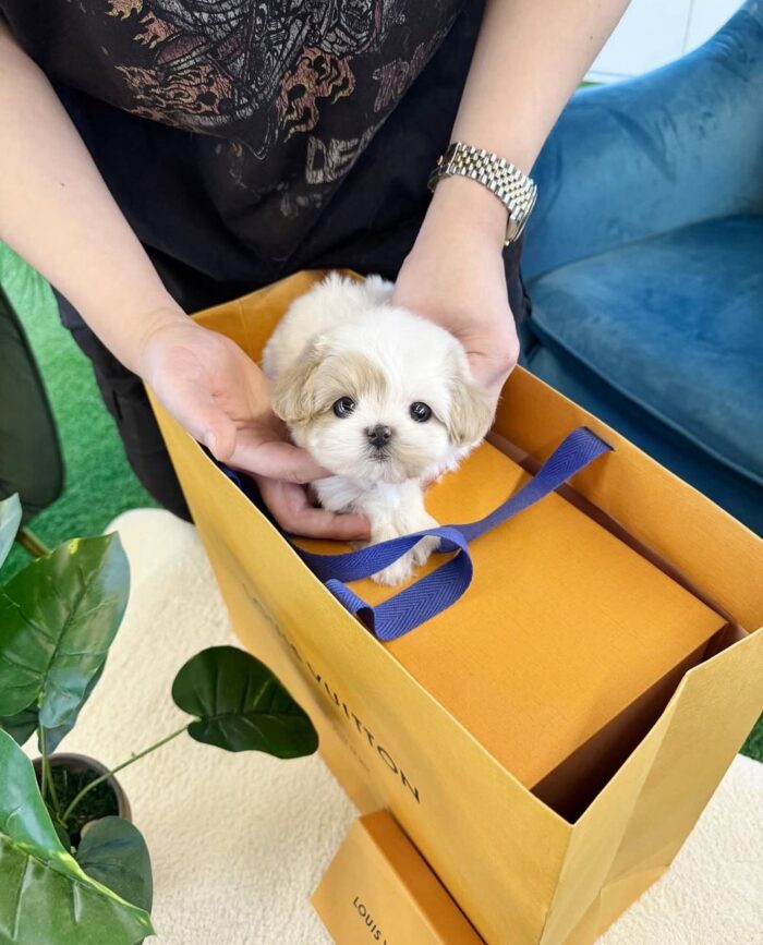 MOCHI FEMALE MALTESE - Image 4