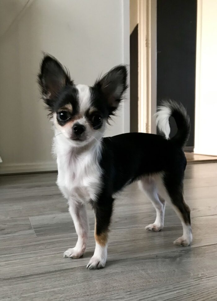 JAMES MALE CHIHUAHUA - Image 3